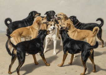 Куда обращаться, если рядом с домом появилась стая собак: отвечаем на вопрос жительницы Анапы