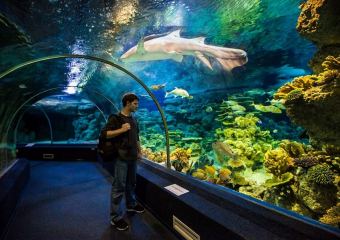 В угоду отдыхающим – в Анапе шесть компаний незаконно используют животных для развлечений