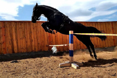 Конные прогулки в эко-туристического комплекса «Ферма»