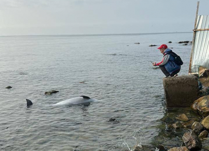 Резкий рост гибели дельфинов в районе Анапы: за месяц выбросило 19 особей