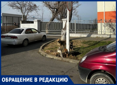Бродячие собаки всю ночь лаяли на улице Омелькова в Анапе: жители требуют принять меры