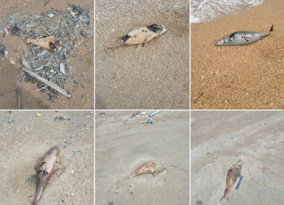 «Здесь настоящее кладбище дельфинов» – анапчанин в Благовещенской обнаружил около 40 трупов животных