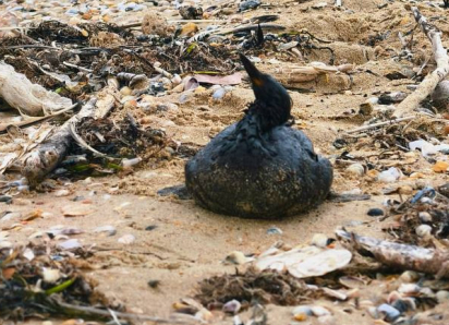 Более 200 птиц погибли на побережье Анапы после разлива нефтепродуктов