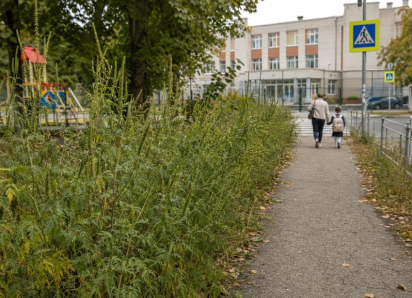 Родители бьют тревогу: по дороге в школу №4 детей встречает амброзия