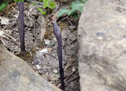 «Чудо под ногами»: анапчанка обнаружила редчайшее растение -лимодорум недоразвитый