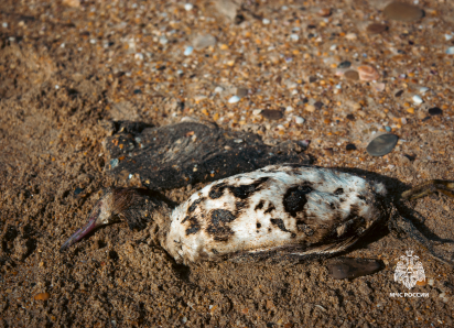 МЧС и волонтёры спасли птиц во время уборки мазута в Анапе