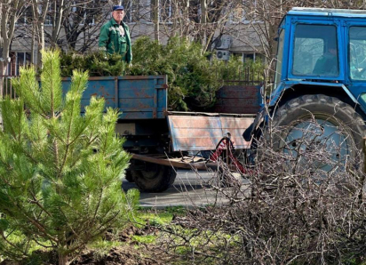 Новые деревья и кустарники высадят в разных районах Анапы