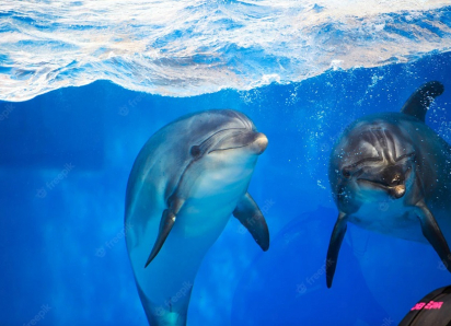  Прощай, дельфинарии Анапы – в России почти полностью запретят вылов китообразных