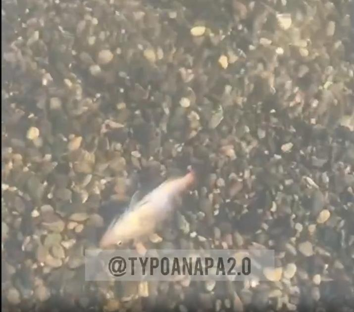 Много дохлой рыбы обнаружили в Анапе в районе Малой Бухты