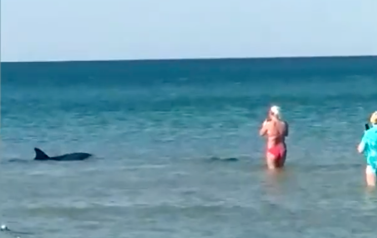 В Анапе на пляже в Витязево дельфины устроили фееричное шоу (Видео)