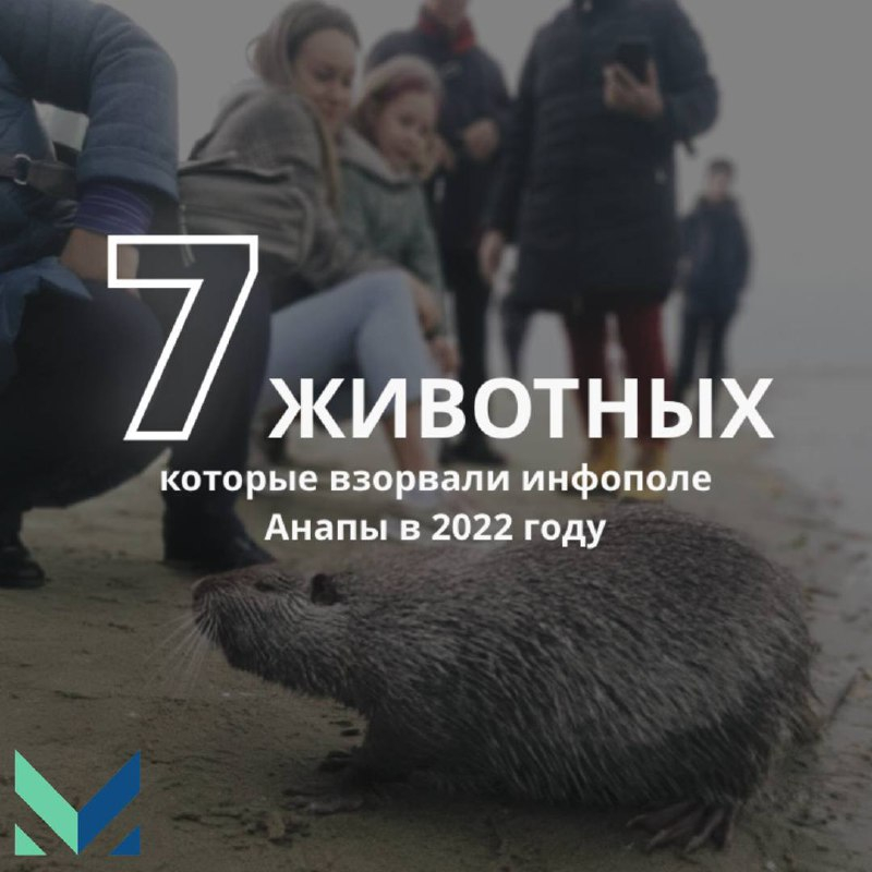 Они «взорвали» сеть: 7 популярных животных Анапы в 2022 году