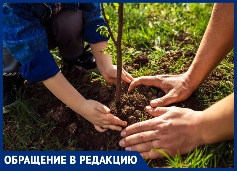 Владимир Крапива предлагает высадить деревья напротив дома на улице Ленина, 136, в Анапе
