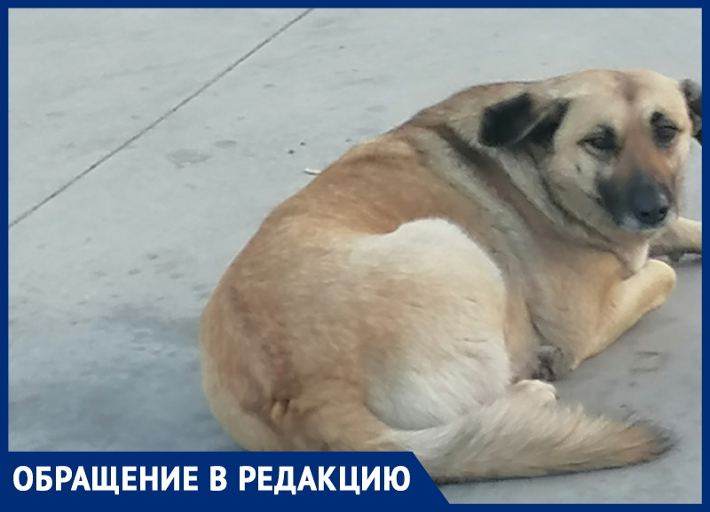 Бродячие собаки проект