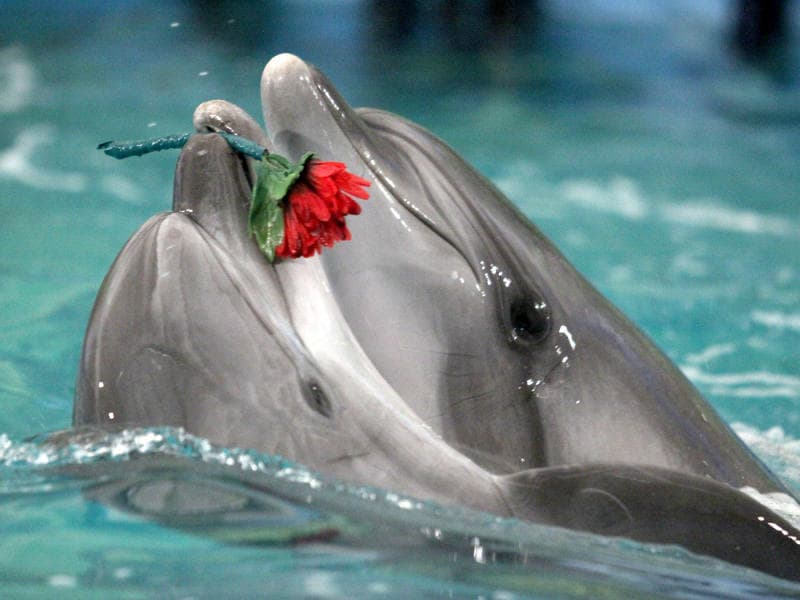 Дельфин Тихон из Анапы уехал «женихаться» – в Набережные Челны