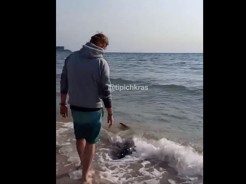 В Анапе пытаются спасти выброшенного на берег дельфина