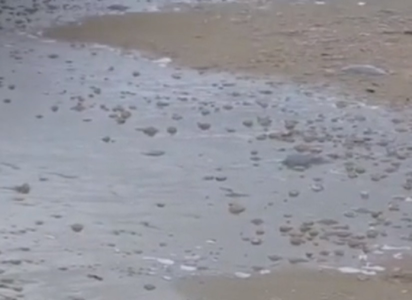 Сотни мертвых медуз выбросило на берег Черного моря в Анапе