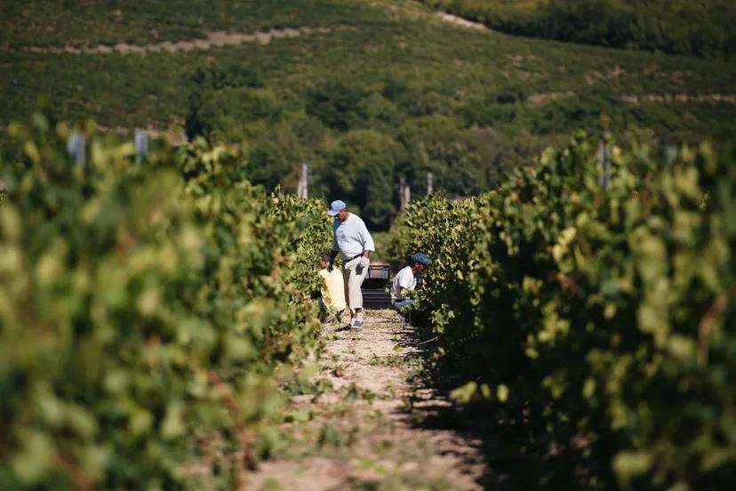 В Анапе приступили к уборке винограда – урожай ожидается не ниже прошлогоднего