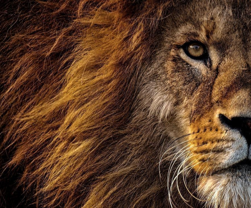 Анапский прокурор в суде бился за африканских львов