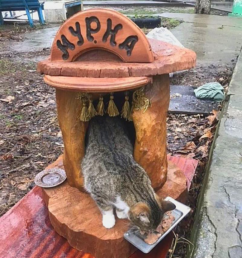 В Анапе у котов и кошек стали появляться собственные «апартаменты"