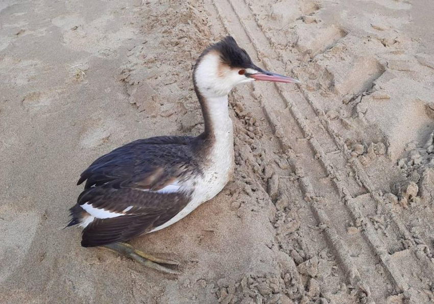 Анапская операция по спасению: как помочь выброшенным на берег моря птицам