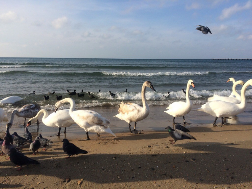  Выходной 11 января в Анапе снова начинается с дождя