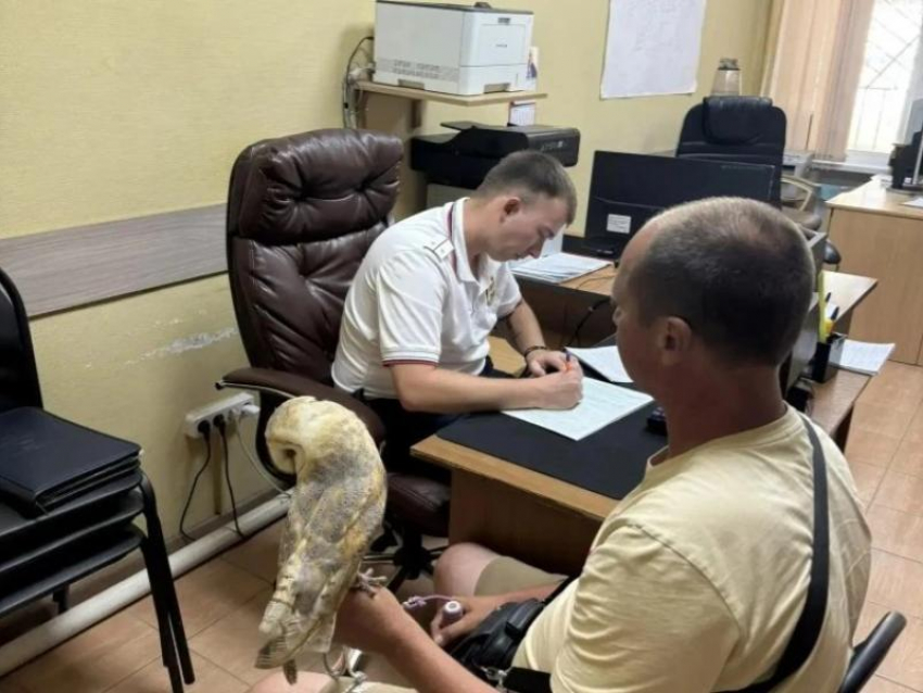 Фото с совами и голубями на пляжах Анапы: полиция пресекает незаконный бизнес