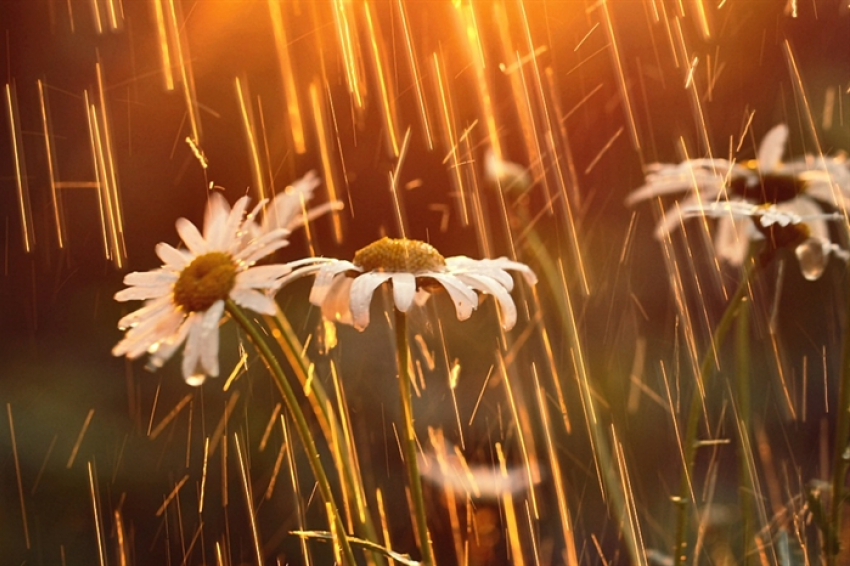 Сегодня синоптики прогнозируют дождь в Анапе