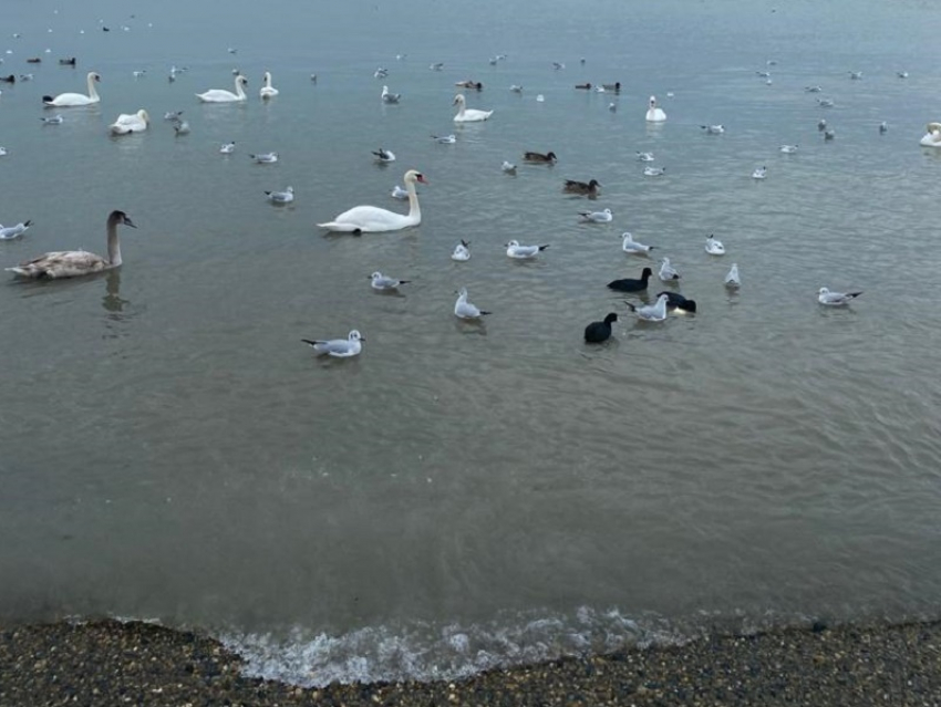 В День транспортной полиции России в Анапе опять ожидается дождь