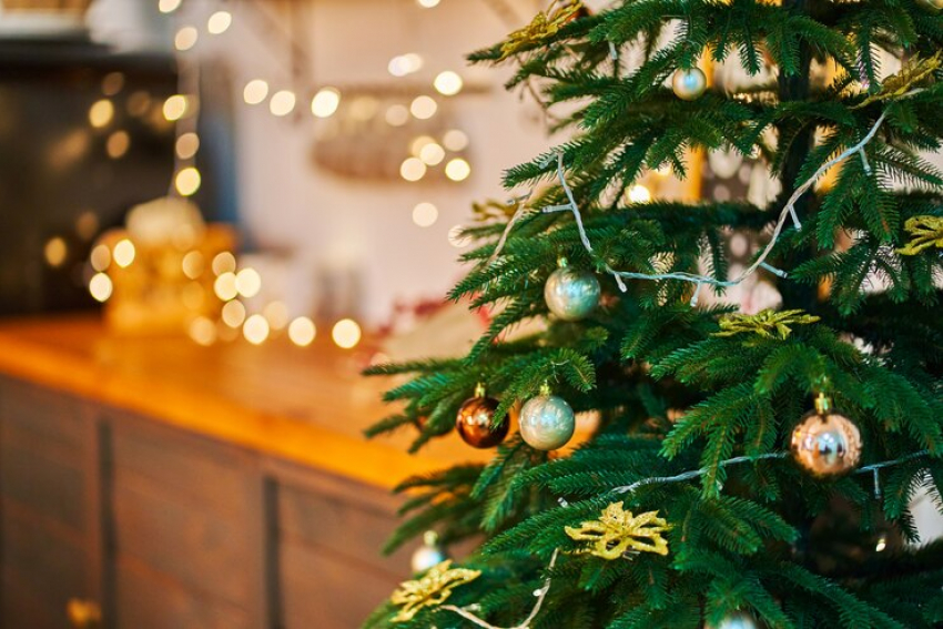 Как выбрать идеальную елку на Новый год: советы для анапчан