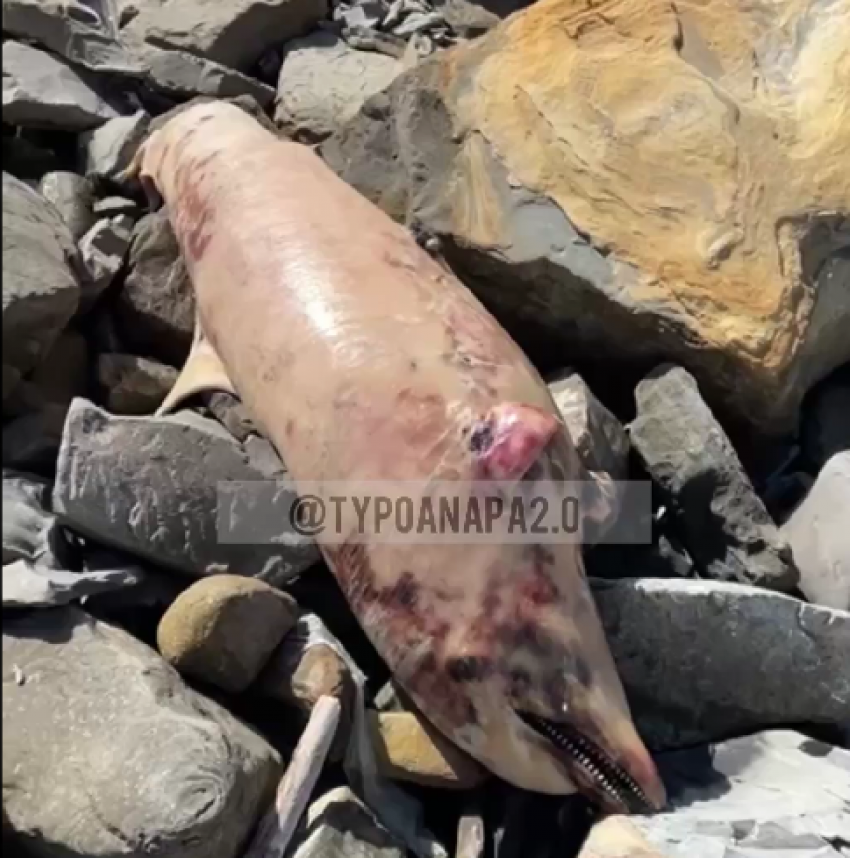 Мёртвого дельфина нашли на пляже 40 лет Победы в Анапе