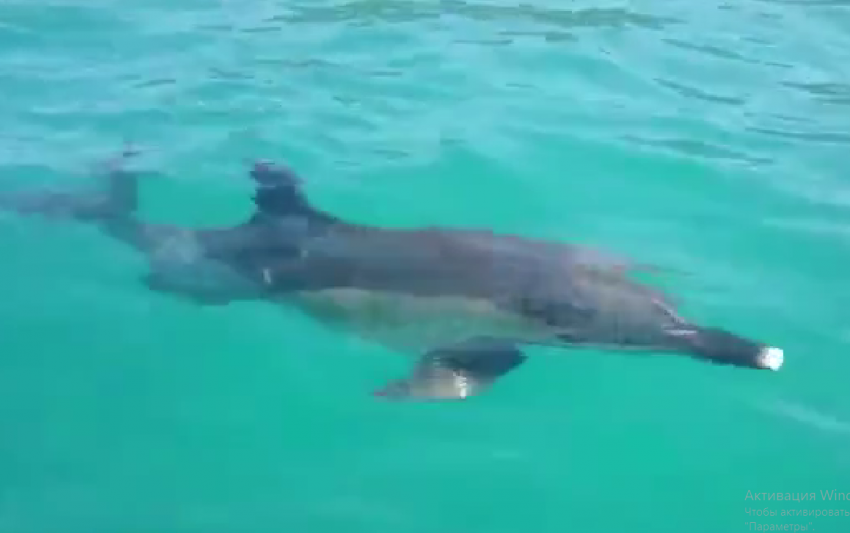  Под Анапой дельфин Вася завёл с рыбаками полезное знакомство