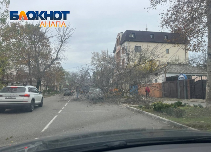 В Анапе бушует непогода – курорт усеян поваленными деревьями