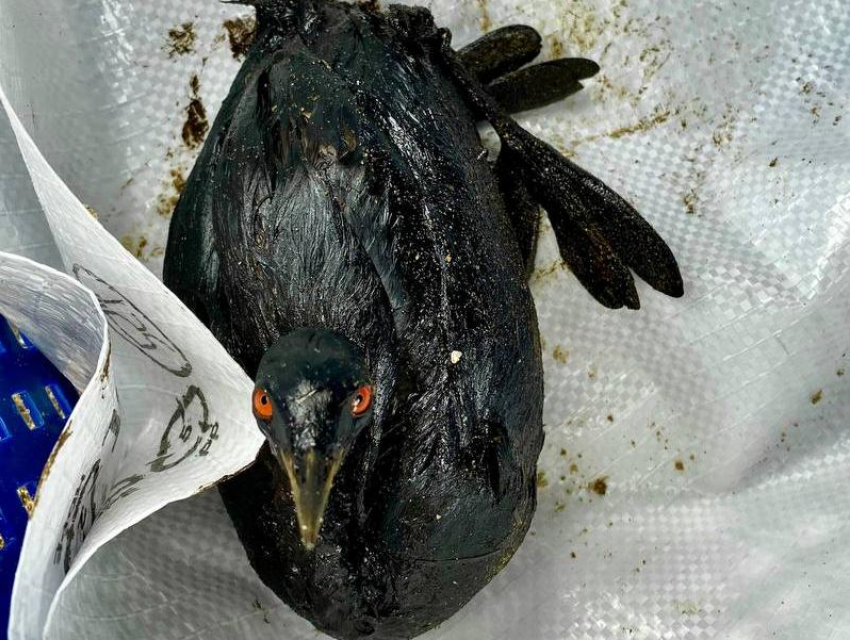 На пляже Анапы нашли птицу, испачканную в мазут 