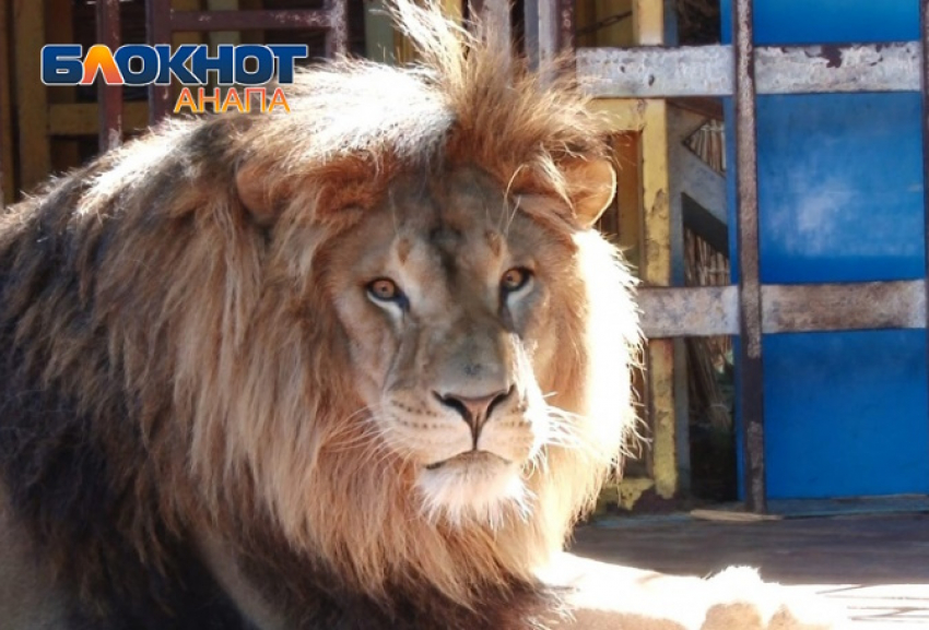 Живет в ржавом вольере в зоопарке Старого Оскола: что стало конфискованным львом Тиграном из Анапы