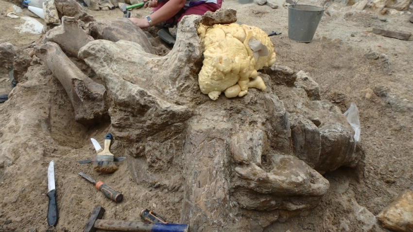 Недалеко от Анапы при раскопках был обнаружен второй в мире череп древнего носорога