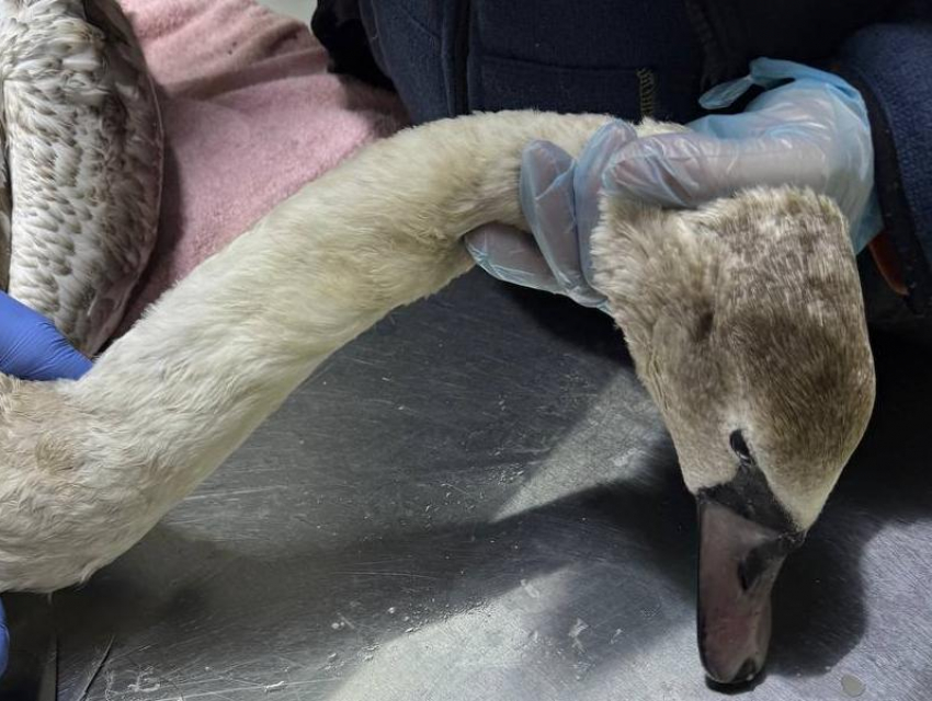 Жители Анапы сплотились для спасения бедного лебедя