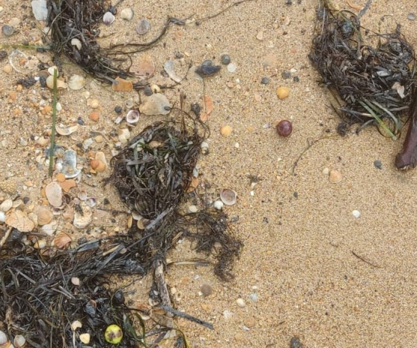 Новые выбросы мазута произошли в Анапе 