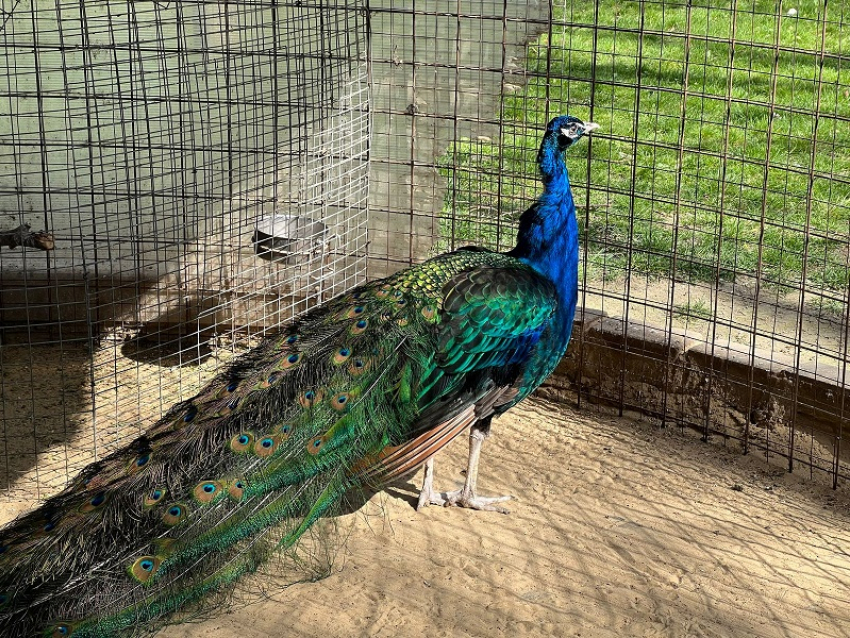 День домашних животных в Анапе будет дождливым