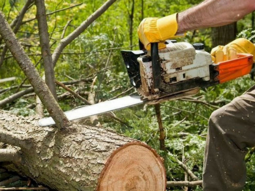 Нужно спилить деревья? Заходи в справочник