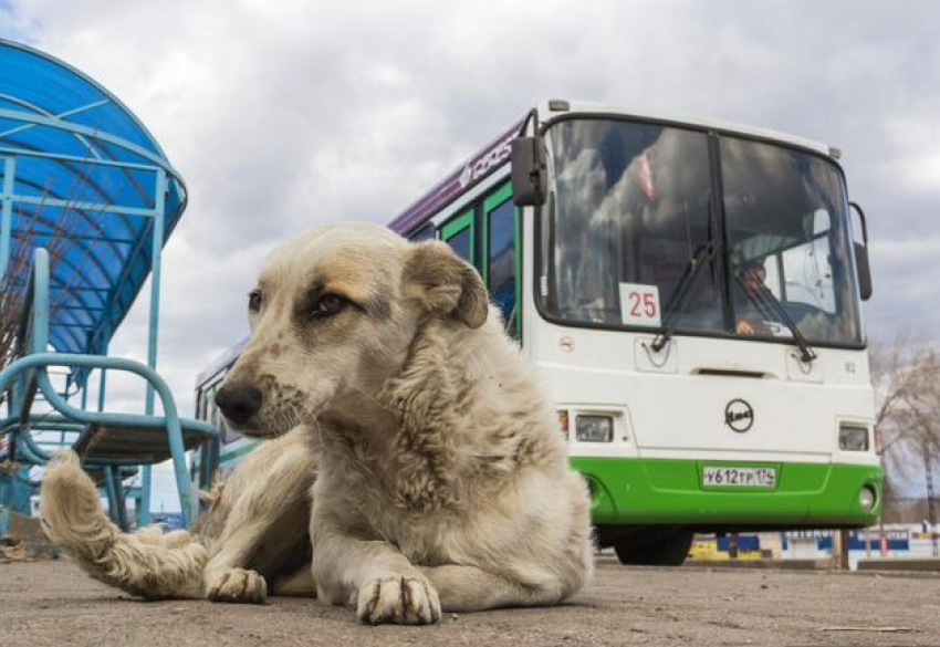 Скандал в анапской маршрутке разгорелся из-за собаки, которую водитель отказался перевозить вместе с ее хозяином
