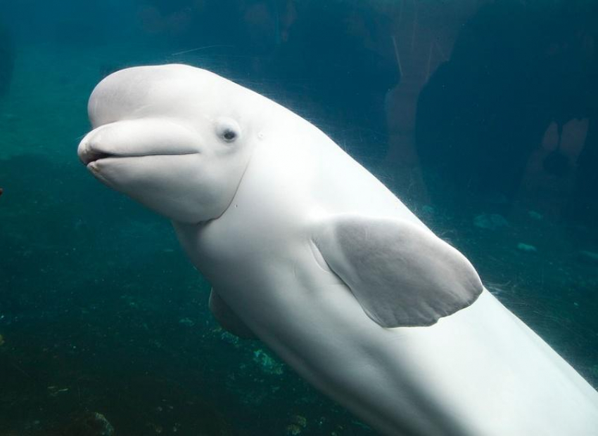 В Акватории под Анапой очевидцы засняли дельфина-альбиноса
