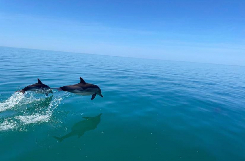 В Анапе продолжается сезон выброса дельфинов