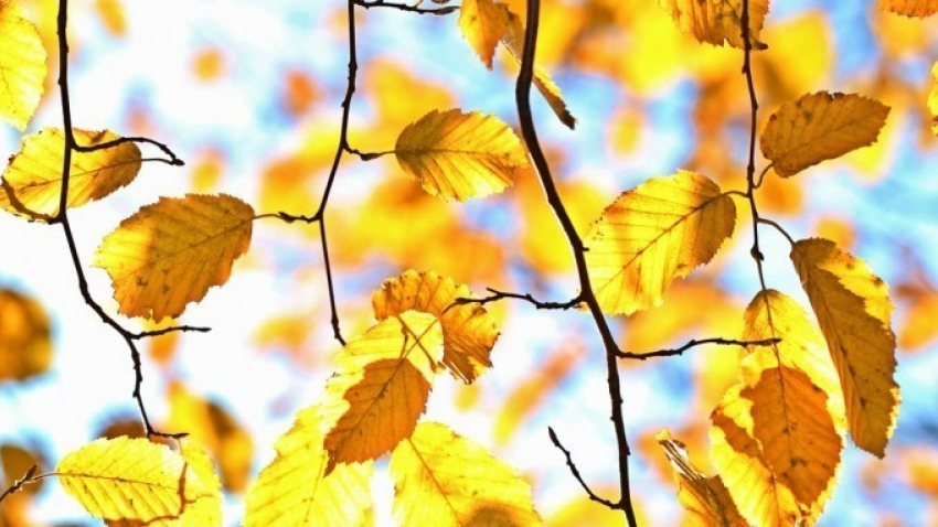 В воскресенье, 14 октября, в Анапе ясно и до +22