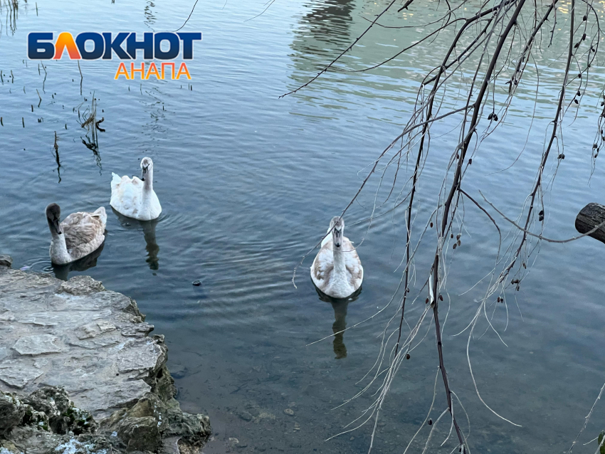 В День любителей сыра в Анапе снова возможен дождь