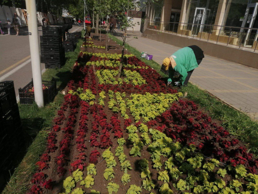 В Анапе к началу летнего сезона уже высадили более 70 тысяч цветов