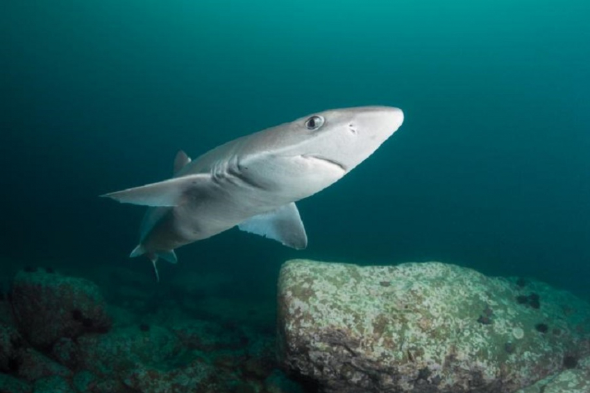 Какие акулы водятся в море возле Анапы и чем они опасны
