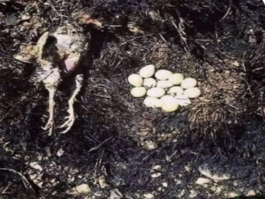 Огонь в плавнях: сгоревшие гнёзда, погибшие птицы и материнский долг, который не спас от пламени