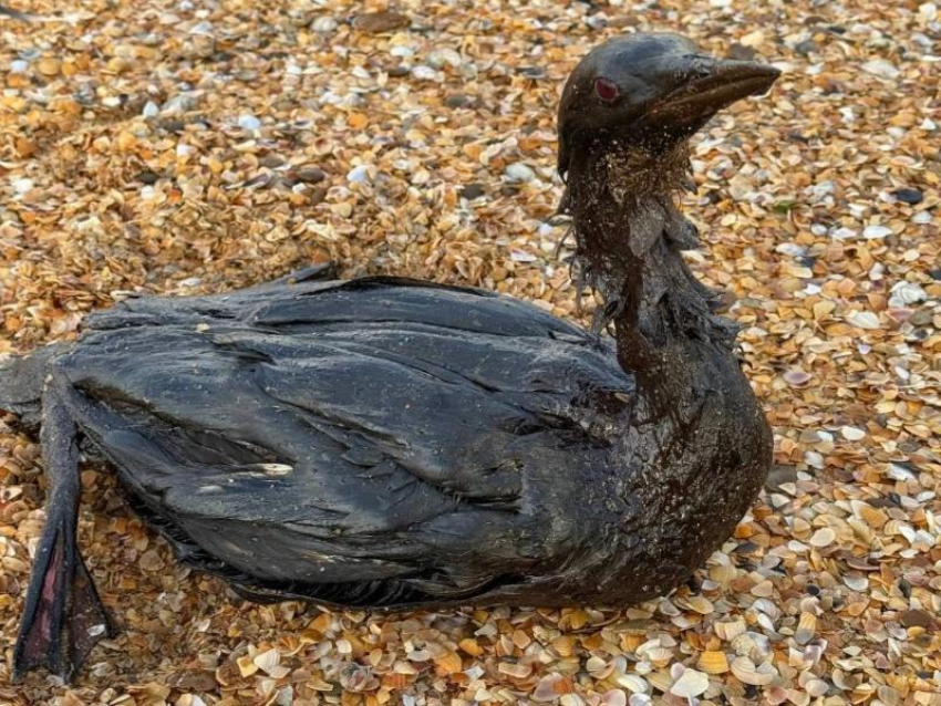 Из Туапсе в Анапу привезли на реабилитацию птиц