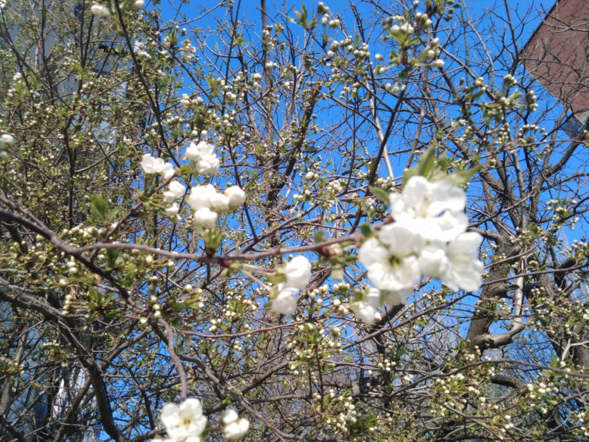 В Анапе не только карантин, но и весна: погода на 4 апреля