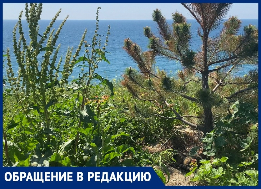 Погибшие сосны и сорняки «украшают» набережную на Высоком берегу в Анапе